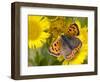 Small Copper Butterfly on Fleabane Flower, Hertfordshire, England, UK-Andy Sands-Framed Photographic Print