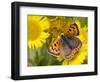 Small Copper Butterfly on Fleabane Flower, Hertfordshire, England, UK-Andy Sands-Framed Photographic Print