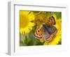 Small Copper Butterfly on Fleabane Flower, Hertfordshire, England, UK-Andy Sands-Framed Photographic Print
