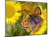 Small Copper Butterfly on Fleabane Flower, Hertfordshire, England, UK-Andy Sands-Mounted Photographic Print