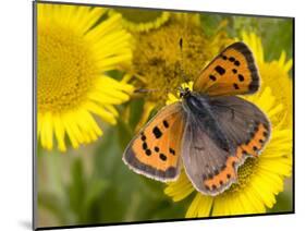 Small Copper Butterfly on Fleabane Flower, Hertfordshire, England, UK-Andy Sands-Mounted Photographic Print