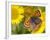 Small Copper Butterfly on Fleabane Flower, Hertfordshire, England, UK-Andy Sands-Framed Photographic Print