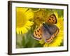 Small Copper Butterfly on Fleabane Flower, Hertfordshire, England, UK-Andy Sands-Framed Photographic Print