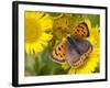 Small Copper Butterfly on Fleabane Flower, Hertfordshire, England, UK-Andy Sands-Framed Photographic Print