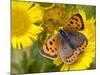 Small Copper Butterfly on Fleabane Flower, Hertfordshire, England, UK-Andy Sands-Mounted Photographic Print