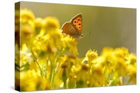 Small Copper (Lycaena Phlaeas) Butterfly Resting on Common Ragwort (Senecio Jacobaea) Dorset, UK-Ross Hoddinott-Stretched Canvas