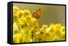 Small Copper (Lycaena Phlaeas) Butterfly Resting on Common Ragwort (Senecio Jacobaea) Dorset, UK-Ross Hoddinott-Framed Stretched Canvas