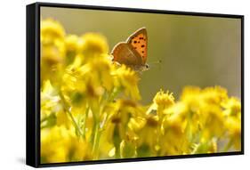 Small Copper (Lycaena Phlaeas) Butterfly Resting on Common Ragwort (Senecio Jacobaea) Dorset, UK-Ross Hoddinott-Framed Stretched Canvas