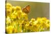 Small Copper (Lycaena Phlaeas) Butterfly Resting on Common Ragwort (Senecio Jacobaea) Dorset, UK-Ross Hoddinott-Stretched Canvas