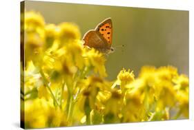 Small Copper (Lycaena Phlaeas) Butterfly Resting on Common Ragwort (Senecio Jacobaea) Dorset, UK-Ross Hoddinott-Stretched Canvas