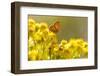 Small Copper (Lycaena Phlaeas) Butterfly Resting on Common Ragwort (Senecio Jacobaea) Dorset, UK-Ross Hoddinott-Framed Premium Photographic Print