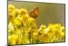 Small Copper (Lycaena Phlaeas) Butterfly Resting on Common Ragwort (Senecio Jacobaea) Dorset, UK-Ross Hoddinott-Mounted Premium Photographic Print