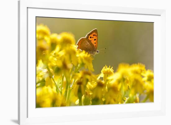 Small Copper (Lycaena Phlaeas) Butterfly Resting on Common Ragwort (Senecio Jacobaea) Dorset, UK-Ross Hoddinott-Framed Photographic Print