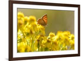 Small Copper (Lycaena Phlaeas) Butterfly Resting on Common Ragwort (Senecio Jacobaea) Dorset, UK-Ross Hoddinott-Framed Photographic Print