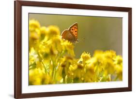 Small Copper (Lycaena Phlaeas) Butterfly Resting on Common Ragwort (Senecio Jacobaea) Dorset, UK-Ross Hoddinott-Framed Photographic Print