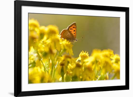 Small Copper (Lycaena Phlaeas) Butterfly Resting on Common Ragwort (Senecio Jacobaea) Dorset, UK-Ross Hoddinott-Framed Photographic Print