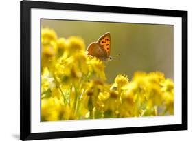 Small Copper (Lycaena Phlaeas) Butterfly Resting on Common Ragwort (Senecio Jacobaea) Dorset, UK-Ross Hoddinott-Framed Photographic Print