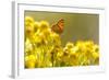 Small Copper (Lycaena Phlaeas) Butterfly Resting on Common Ragwort (Senecio Jacobaea) Dorset, UK-Ross Hoddinott-Framed Photographic Print