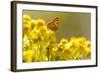 Small Copper (Lycaena Phlaeas) Butterfly Resting on Common Ragwort (Senecio Jacobaea) Dorset, UK-Ross Hoddinott-Framed Photographic Print