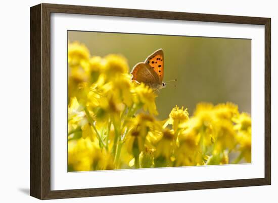 Small Copper (Lycaena Phlaeas) Butterfly Resting on Common Ragwort (Senecio Jacobaea) Dorset, UK-Ross Hoddinott-Framed Photographic Print