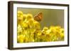 Small Copper (Lycaena Phlaeas) Butterfly Resting on Common Ragwort (Senecio Jacobaea) Dorset, UK-Ross Hoddinott-Framed Photographic Print