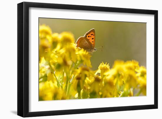 Small Copper (Lycaena Phlaeas) Butterfly Resting on Common Ragwort (Senecio Jacobaea) Dorset, UK-Ross Hoddinott-Framed Photographic Print