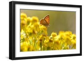 Small Copper (Lycaena Phlaeas) Butterfly Resting on Common Ragwort (Senecio Jacobaea) Dorset, UK-Ross Hoddinott-Framed Photographic Print