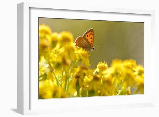 Small Copper (Lycaena Phlaeas) Butterfly Resting on Common Ragwort (Senecio Jacobaea) Dorset, UK-Ross Hoddinott-Framed Photographic Print