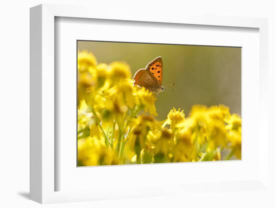 Small Copper (Lycaena Phlaeas) Butterfly Resting on Common Ragwort (Senecio Jacobaea) Dorset, UK-Ross Hoddinott-Framed Photographic Print