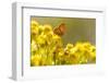 Small Copper (Lycaena Phlaeas) Butterfly Resting on Common Ragwort (Senecio Jacobaea) Dorset, UK-Ross Hoddinott-Framed Photographic Print