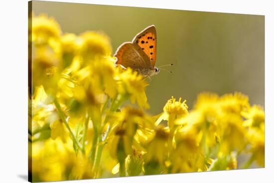 Small Copper (Lycaena Phlaeas) Butterfly Resting on Common Ragwort (Senecio Jacobaea) Dorset, UK-Ross Hoddinott-Stretched Canvas