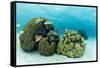 Small Coral Heads with Tropical Fish and Sea Fans Near Staniel Cay, Exuma, Bahamas-James White-Framed Stretched Canvas