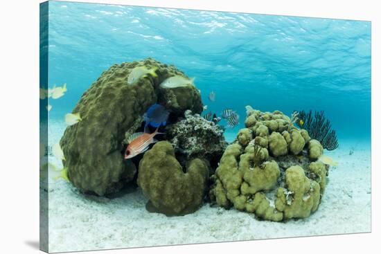 Small Coral Heads with Tropical Fish and Sea Fans Near Staniel Cay, Exuma, Bahamas-James White-Stretched Canvas