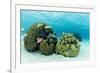 Small Coral Heads with Tropical Fish and Sea Fans Near Staniel Cay, Exuma, Bahamas-James White-Framed Photographic Print