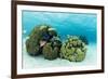 Small Coral Heads with Tropical Fish and Sea Fans Near Staniel Cay, Exuma, Bahamas-James White-Framed Photographic Print