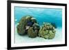 Small Coral Heads with Tropical Fish and Sea Fans Near Staniel Cay, Exuma, Bahamas-James White-Framed Photographic Print