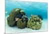 Small Coral Heads with Tropical Fish and Sea Fans Near Staniel Cay, Exuma, Bahamas-James White-Mounted Photographic Print