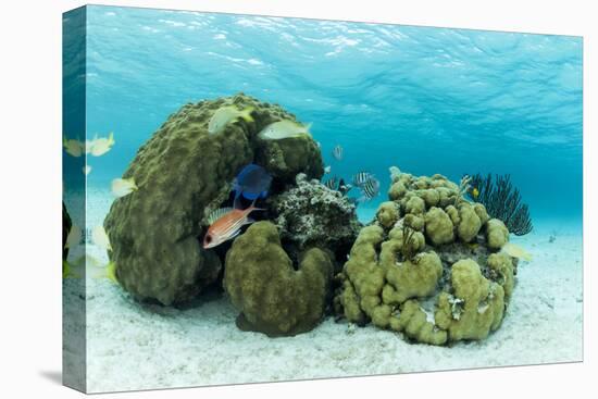 Small Coral Heads with Tropical Fish and Sea Fans Near Staniel Cay, Exuma, Bahamas-James White-Stretched Canvas