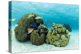 Small Coral Heads with Tropical Fish and Sea Fans Near Staniel Cay, Exuma, Bahamas-James White-Stretched Canvas