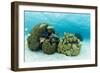 Small Coral Heads with Tropical Fish and Sea Fans Near Staniel Cay, Exuma, Bahamas-James White-Framed Photographic Print
