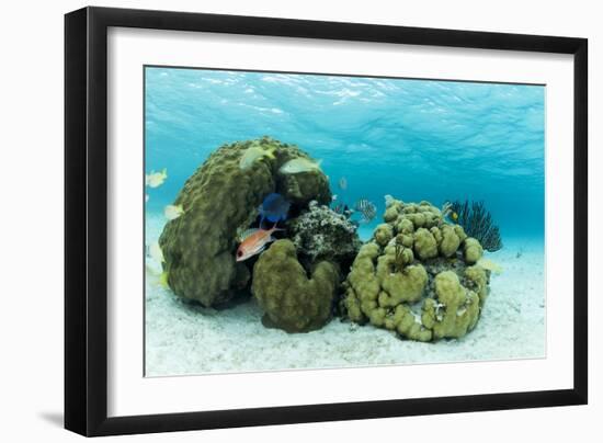 Small Coral Heads with Tropical Fish and Sea Fans Near Staniel Cay, Exuma, Bahamas-James White-Framed Photographic Print