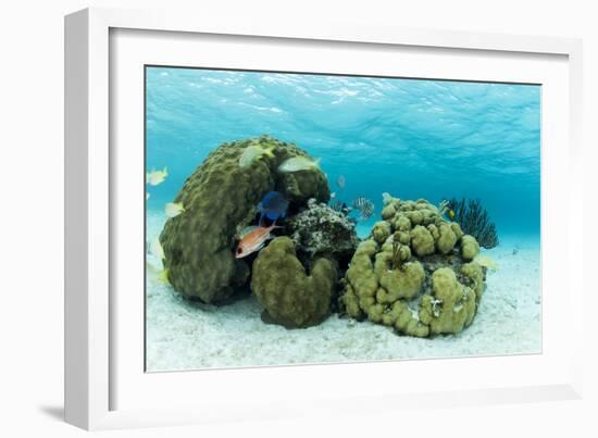 Small Coral Heads with Tropical Fish and Sea Fans Near Staniel Cay, Exuma, Bahamas-James White-Framed Photographic Print