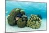 Small Coral Heads with Tropical Fish and Sea Fans Near Staniel Cay, Exuma, Bahamas-James White-Mounted Photographic Print