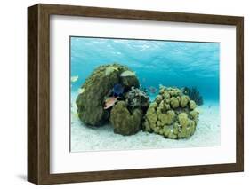 Small Coral Heads with Tropical Fish and Sea Fans Near Staniel Cay, Exuma, Bahamas-James White-Framed Photographic Print