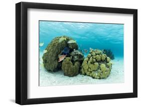 Small Coral Heads with Tropical Fish and Sea Fans Near Staniel Cay, Exuma, Bahamas-James White-Framed Photographic Print