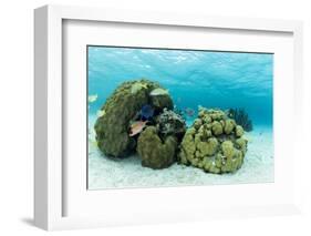 Small Coral Heads with Tropical Fish and Sea Fans Near Staniel Cay, Exuma, Bahamas-James White-Framed Photographic Print