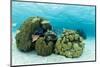 Small Coral Heads with Tropical Fish and Sea Fans Near Staniel Cay, Exuma, Bahamas-James White-Mounted Photographic Print