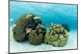 Small Coral Heads with Tropical Fish and Sea Fans Near Staniel Cay, Exuma, Bahamas-James White-Mounted Photographic Print