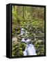 Small Creek with Waterfall, Olympic National Park, Washington, USA-Tom Norring-Framed Stretched Canvas