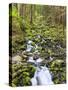 Small Creek with Waterfall, Olympic National Park, Washington, USA-Tom Norring-Stretched Canvas